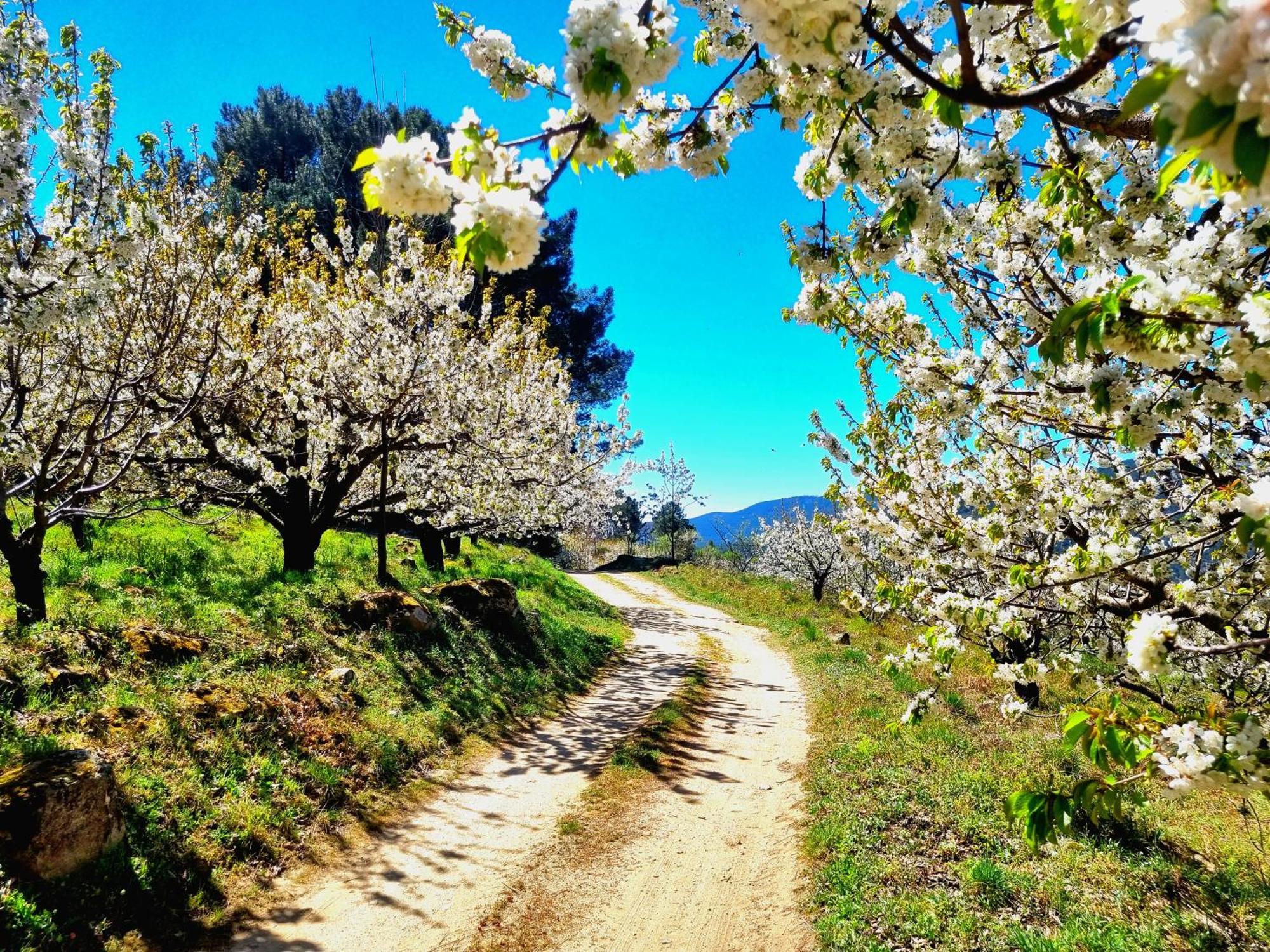 Albareilla By #Cherrygredos El Arenal  Buitenkant foto
