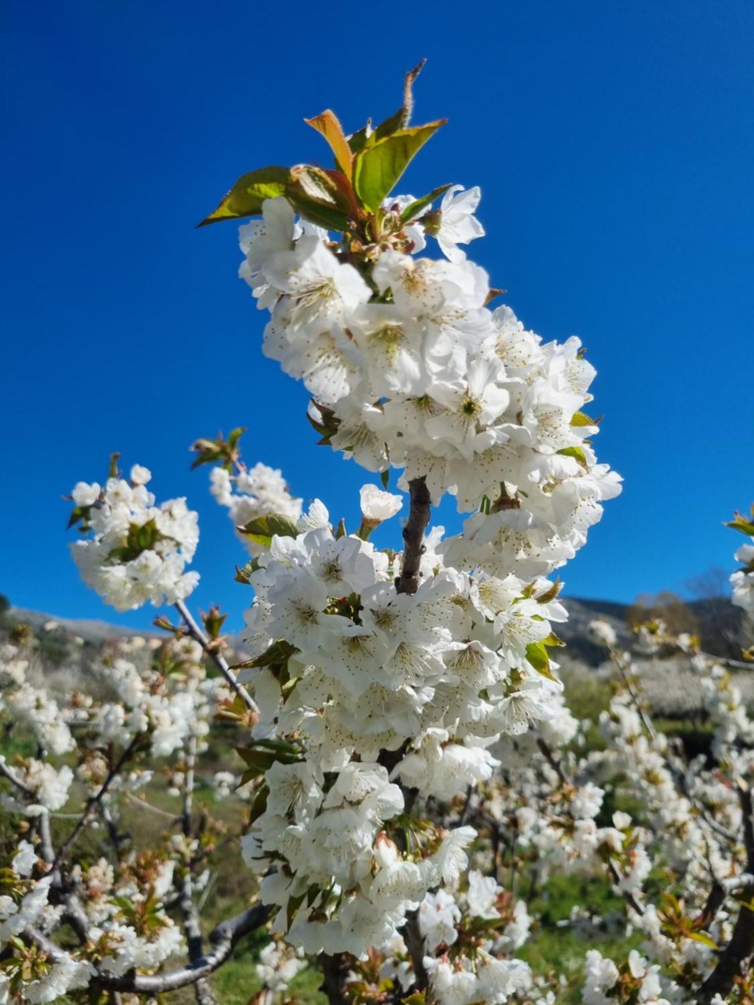 Albareilla By #Cherrygredos El Arenal  Buitenkant foto